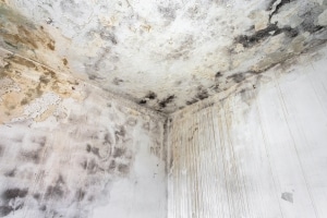 mold facts